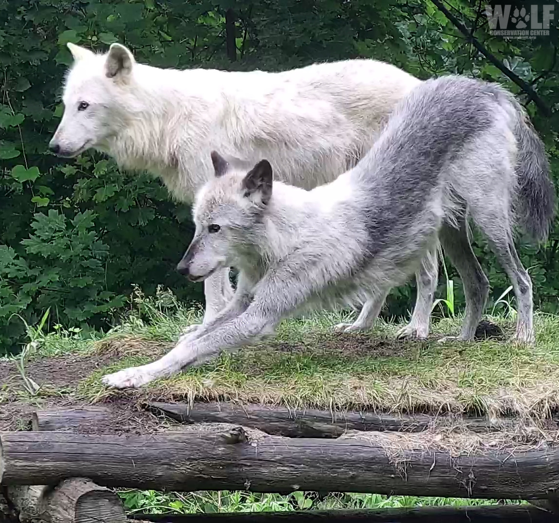 The best mornings include wolf yoga 🐺