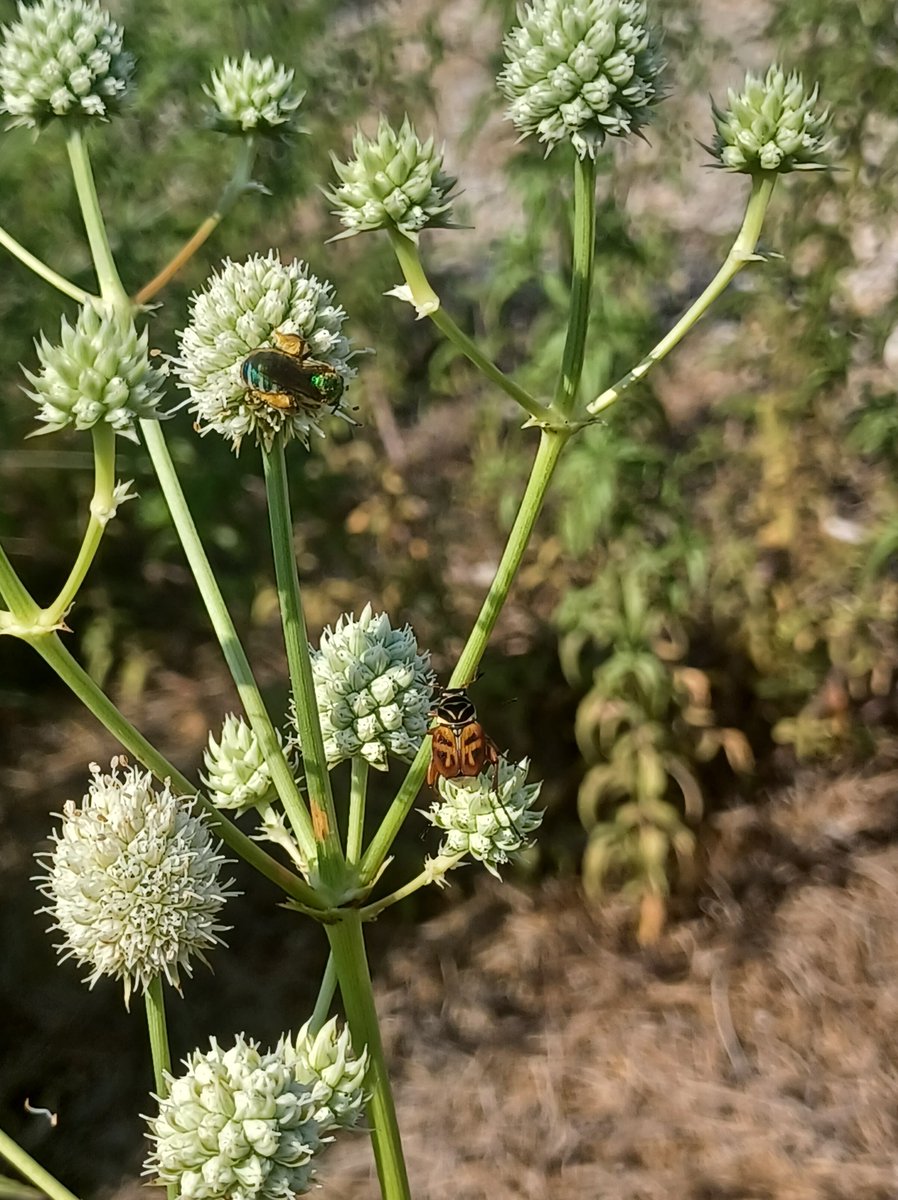 This #PollinatorWeek, let's think about more than bees and butterflies!

Beetles are one of the earliest pollinators, and have been visiting plants since dinosaurs still existed!🦖🪲

In this photo, a sweat bee and delta beetle are both pollinating a rattlesnake master plant.