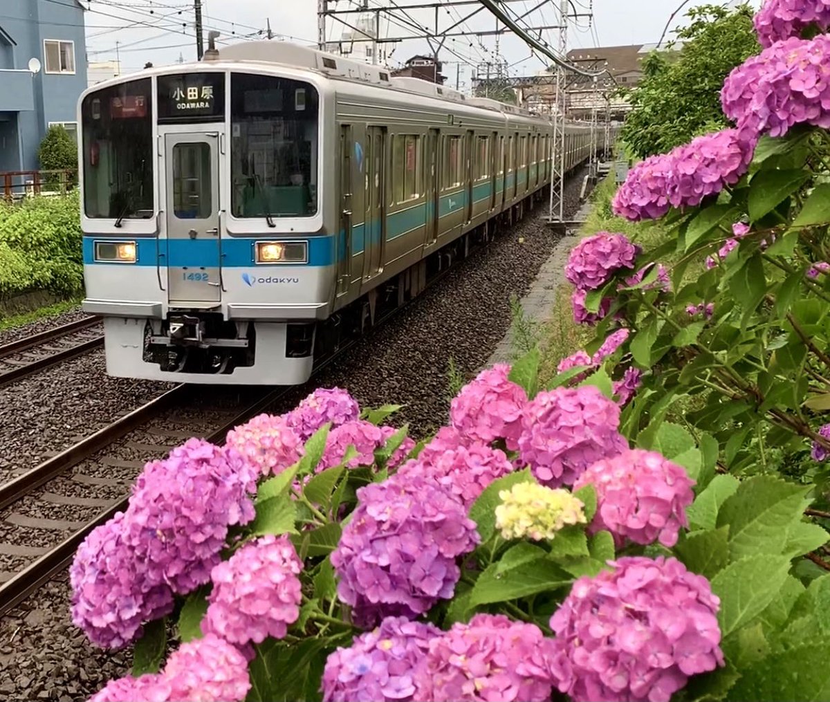 G9iygnS's tweet photo. 【雨の日の線路脇の紫陽花と未更新】
1000形未更新の記録その89
数年前から毎年楽しみで狙ってましたが2020年が最高でした自分的には。今年は草が伸び過ぎてて咲いてても撮れないですね。
#1000形未更新
#1000形未更新の記録
#1092F
#紫陽花
#雨の紫陽花
#線路脇の紫陽花 https://t.co/To3xXOh7nz