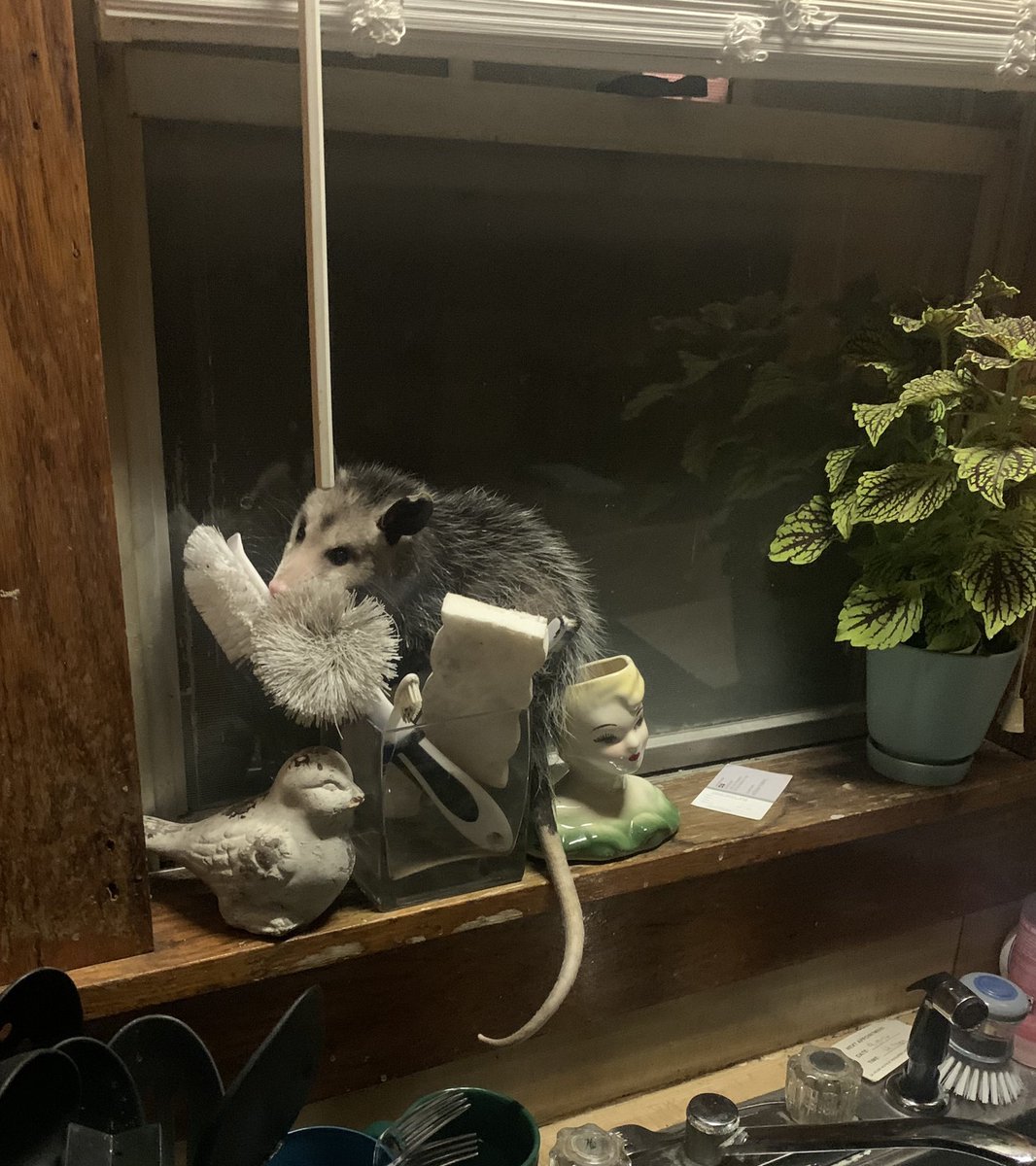 Childers3Ken's tweet photo. A possum in your house at 3 a.m. will get you outta bed in a hurry. #ImAwakeNow #Burnthehousedown #IllNeverSleepAgain https://t.co/EtUCwHSL6A
