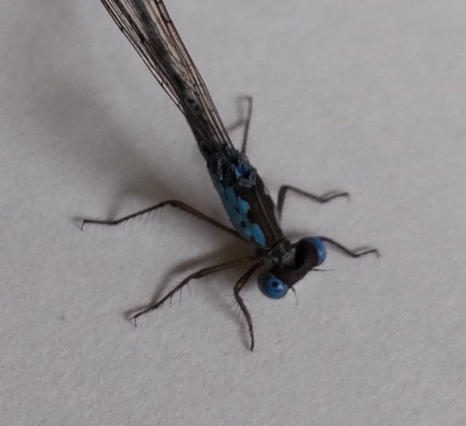 在宅ワーク中だけどちょっと外に出て捕獲
青いイトトンボここ2〜3年で見るようになったけど何者だろう? 