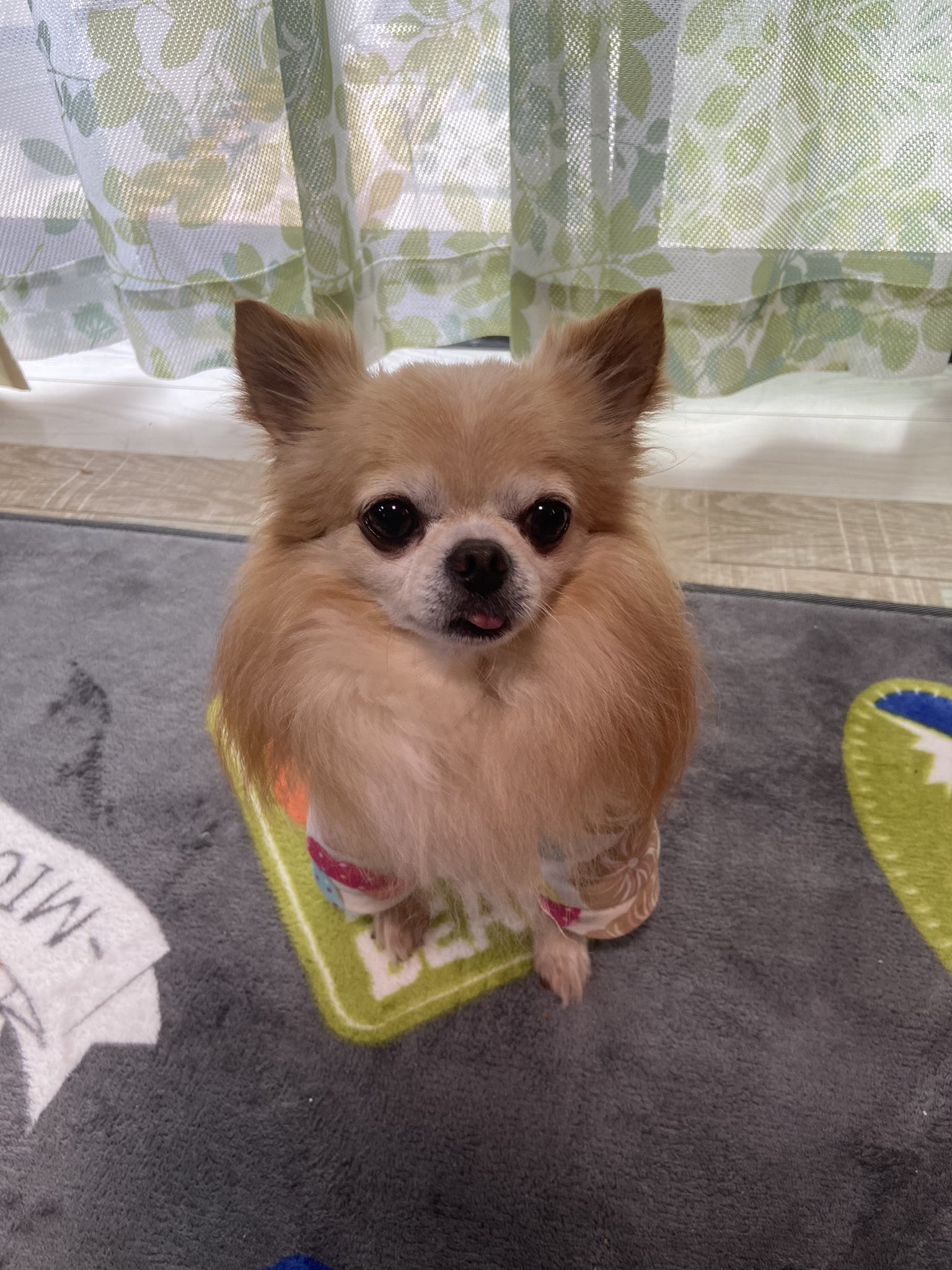 美容室an 池袋本店 石塚でーす うちのモンちゃん 歯の噛み合わせ悪いので ついベロでちゃうんだなぁ ベロ うちの犬 チワワ T Co J1oac3dlww Twitter