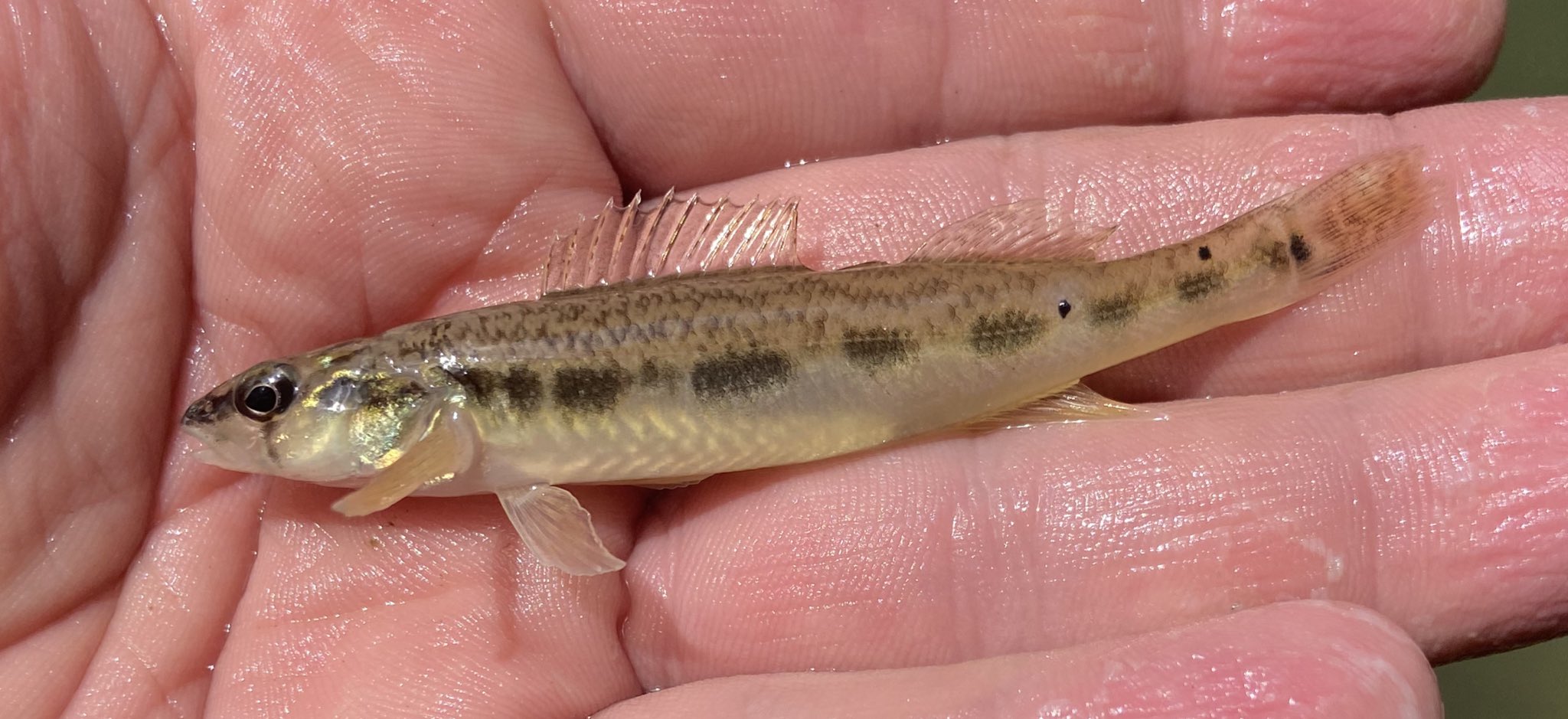 Cole Hoffman on Twitter "While I have other Percina spp darters I like