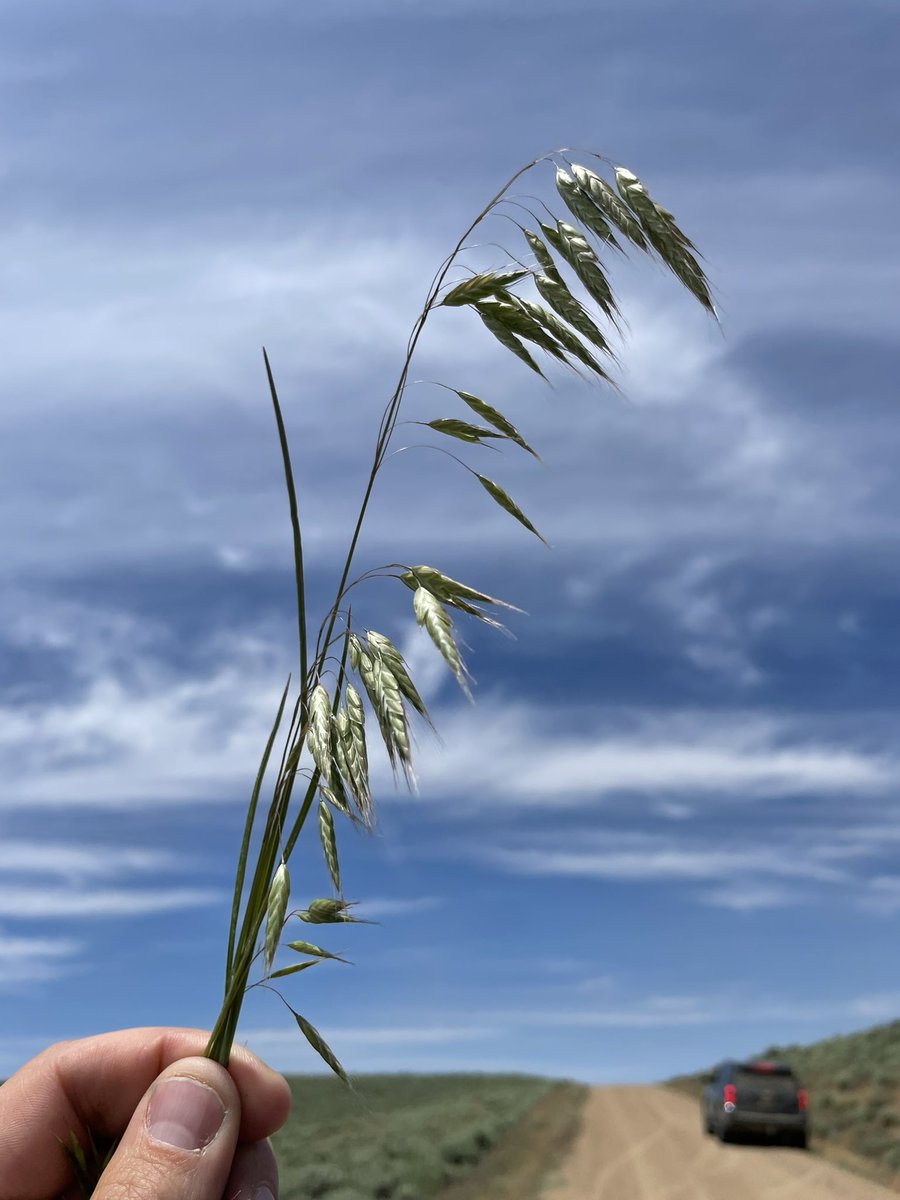DerekJSebastian's tweet photo. @EwEdmiston Nice work! That other one I’m pretty sure is rattlesnake brome.  It’s not one I’ve seen very often https://t.co/C4GKNTpeu0