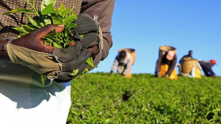 AfricanGrowers's tweet photo. We love the ability to bounce back from whatever challenge agriculture throws at us. What about you? #agriculture #challenge #agchallenge #TAGsFarm https://t.co/Impo12rRVl
