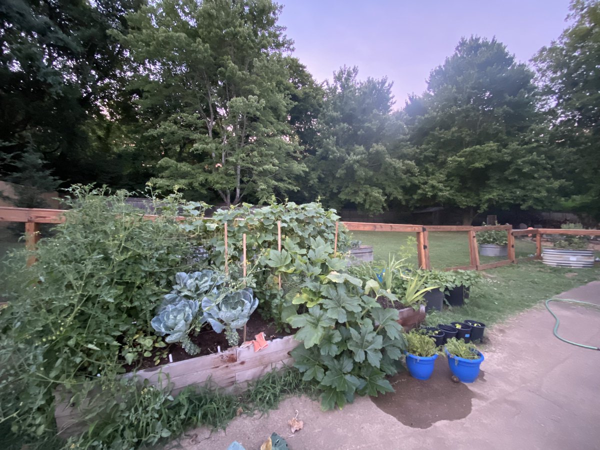 It’s hard to believe that I have one final day left to finish out clerkship year at <a href="/VUmedicine/">Vanderbilt School of Medicine</a>! Here is a picture of one of my main sources of wellness outside the hospital: my garden. Today is Brussels sprouts haircut day to help the growing sprouts get some extra sunlight.