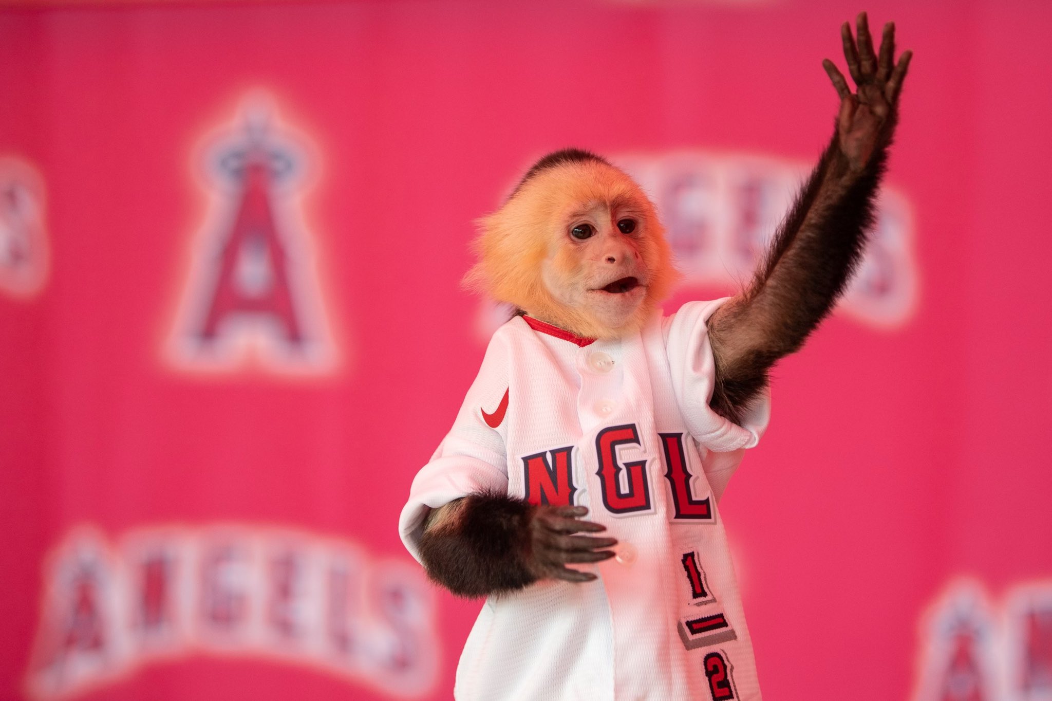 Los Angeles Angels on Twitter: "THE RALLY MONKEY IS HERE ...