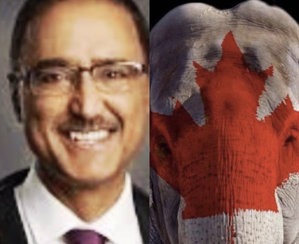 LEAP 💜 ❤️🐘🇨🇦 tweet media