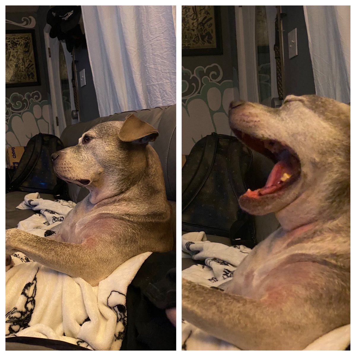 My dog thinks this movie is hilarious #dogs #dogsoftwitter #Pitbulls