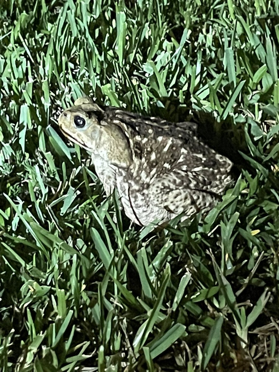 CoachD_SpreadO's tweet photo. Tripp, Brody and I caught the biggest cane toad tonight in our backyard! My hand is not small. Thank God we looked before we let our dogs out. @momoftripp #Bufo #Nasty #ProtectOurDogs https://t.co/iK7VwfT5Wq