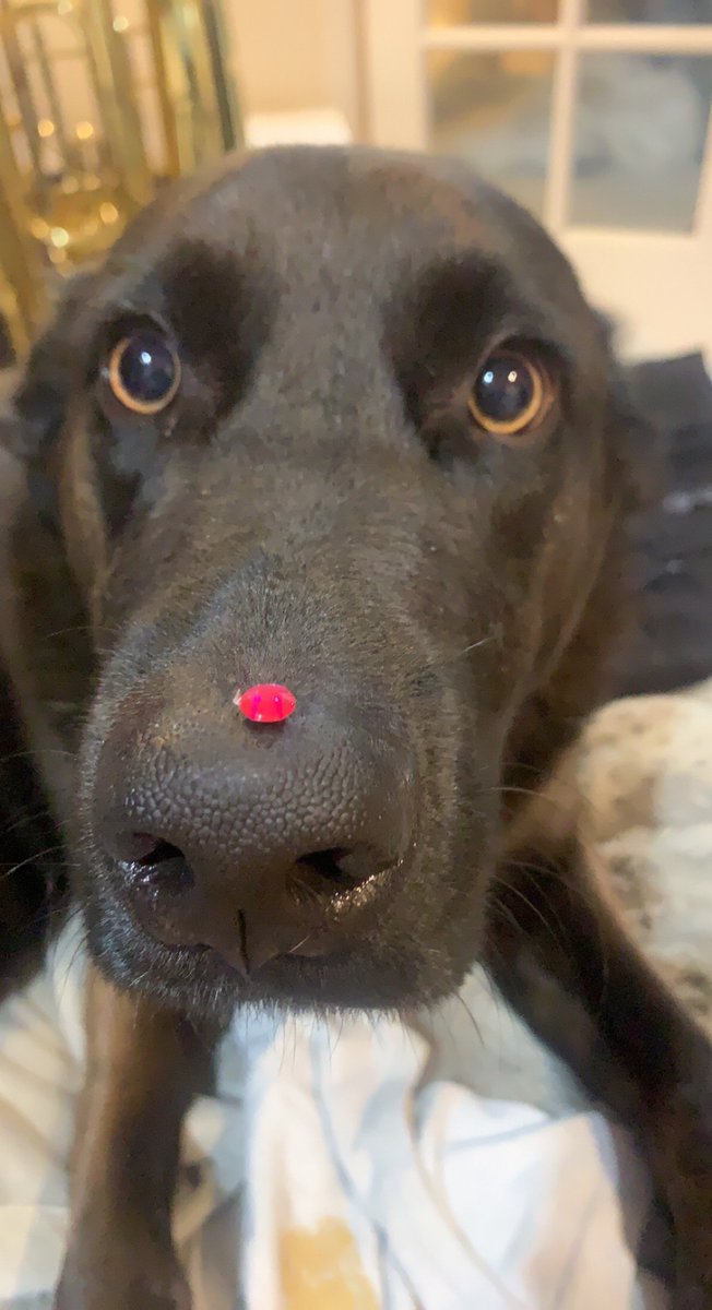 Sister is getting ready for pride and I wanted to be bedazzled too! #dogsoftwitter #PrideMonth