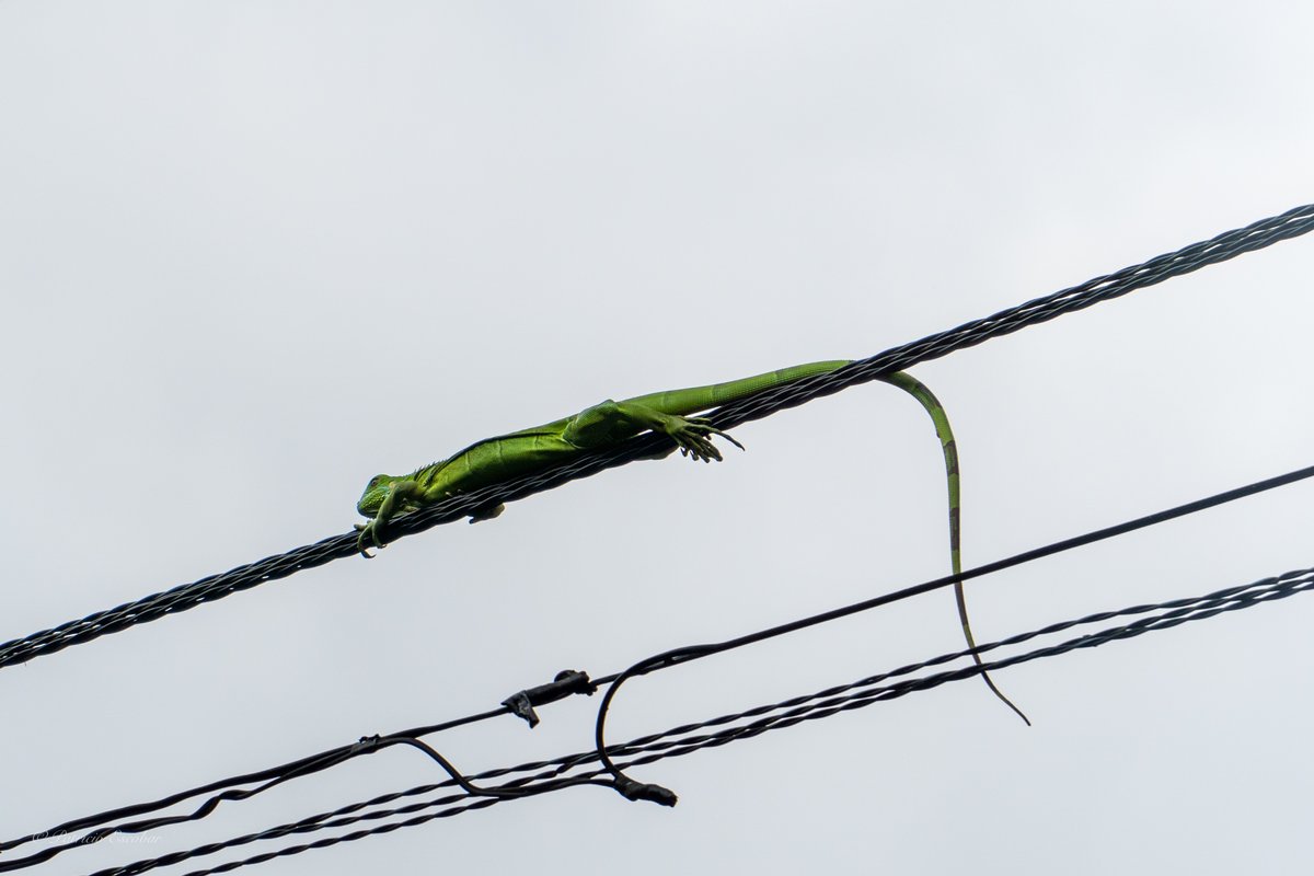 PatricioTrials's tweet photo. Más tardes veranudas porfavor! #Medellin #iguana #bugs #bordercollies #blueheeler #borderheeler #Planespotting https://t.co/Tx8XtuTNi6