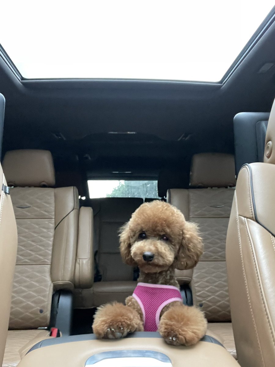 Fresh cut just in time for the <a href="/WKCDOGS/">Westminster Kennel Club</a>

#BestAtHomeContest #HomeDepot #minipoodle