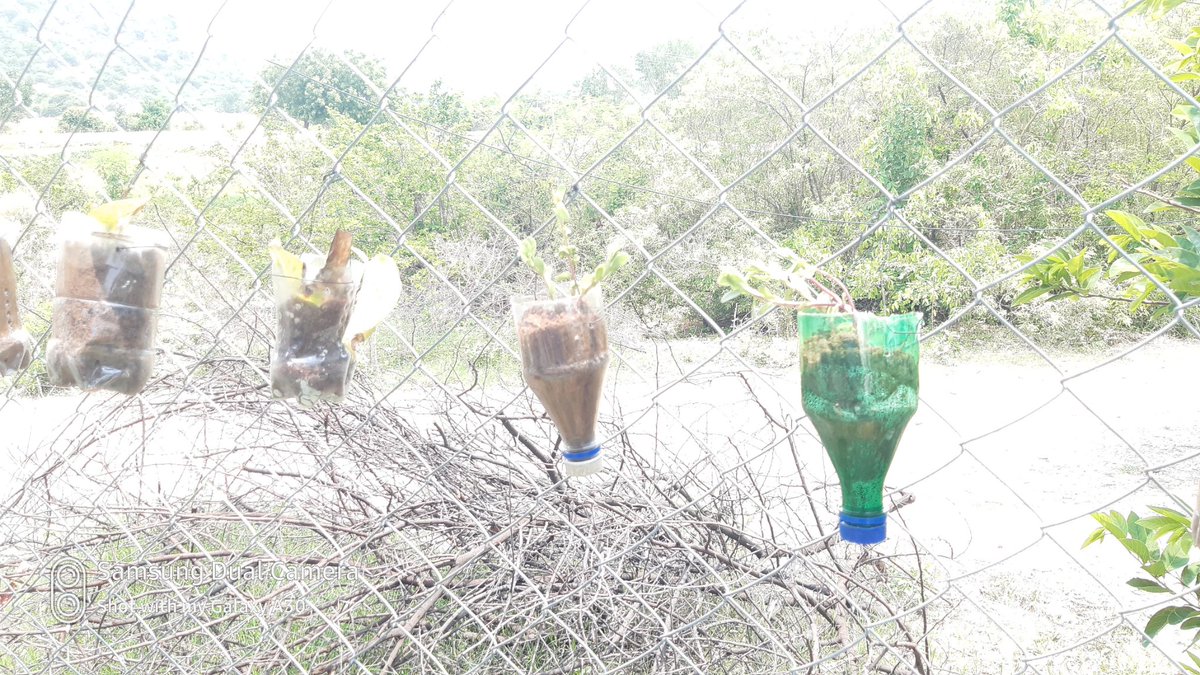 swachhasiddipet's tweet photo. Sarpanch of GP Kistapur, Chinnakodur mandal,Siddipet, dedicatedly involves to promote #sanitation , under her leadership the village compost shed decorated with flower plants in #usedplastic bottles. @swachhbharat @TSSBMG
@AcSiddipet https://t.co/wCC04Wyh4z