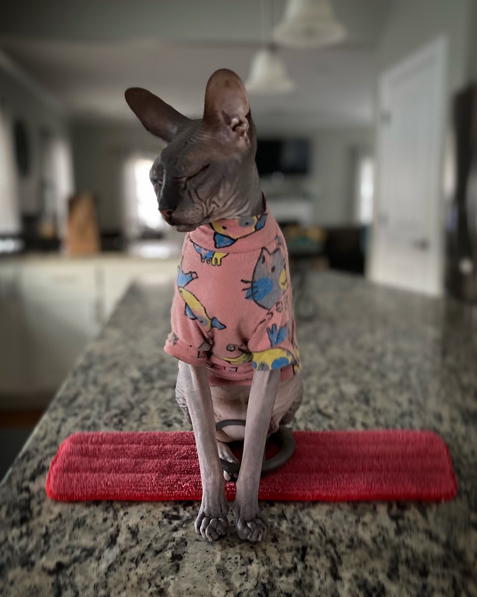 dustinpari's tweet photo. •All Eyes On Me•
#RaisinTheSphynxCat
#DaMouse https://t.co/3EAkhlaxEL