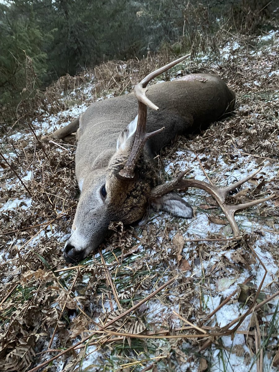 Already dreaming about November 🦌#whitetails #Wisconsin #Hunting