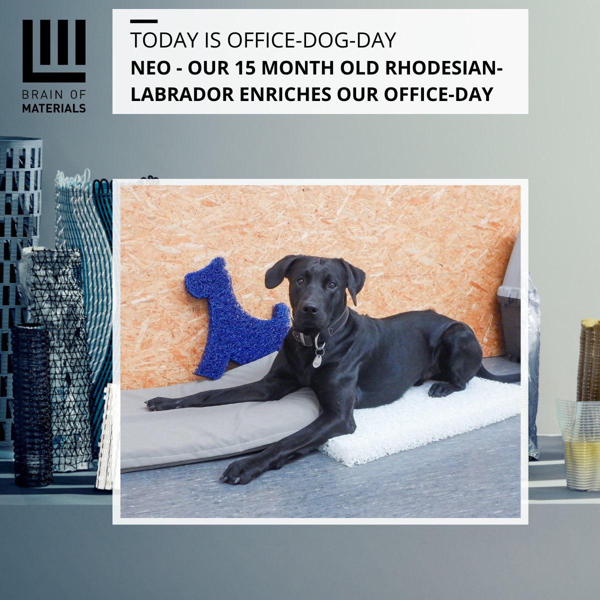 schlegha's tweet photo. On the occasion of today's office dog day, we introduce you to Neo. Neo is our 15 month old Rhodesian Labrador. Also a contribution to #diversity 🙂: he is not only an #entertainer but also an #innovator and material and #producttester. Later you will learn more about Neo. https://t.co/ZENJVrPnWP