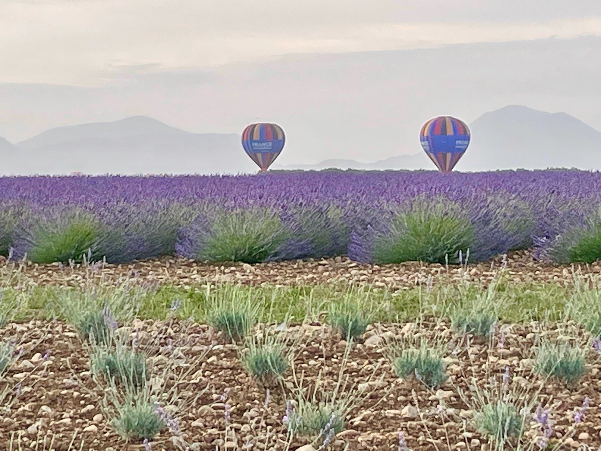 📣Coup d’envoi de la haute saison estivale ce matin sur le plateau de Valensole en présence de <a href="/FdeCanson/">François de Canson</a>, Président du CRT et Vice-Président de <a href="/MaRegionSud/">Région Sud</a>, <a href="/e_barreille/">Eliane Barreille</a>, Présidente du Département des Alpes de Haute-Provence et Denis Vogade, Président de <a href="/AlpesProvence04/">Alpes de Haute Provence</a>