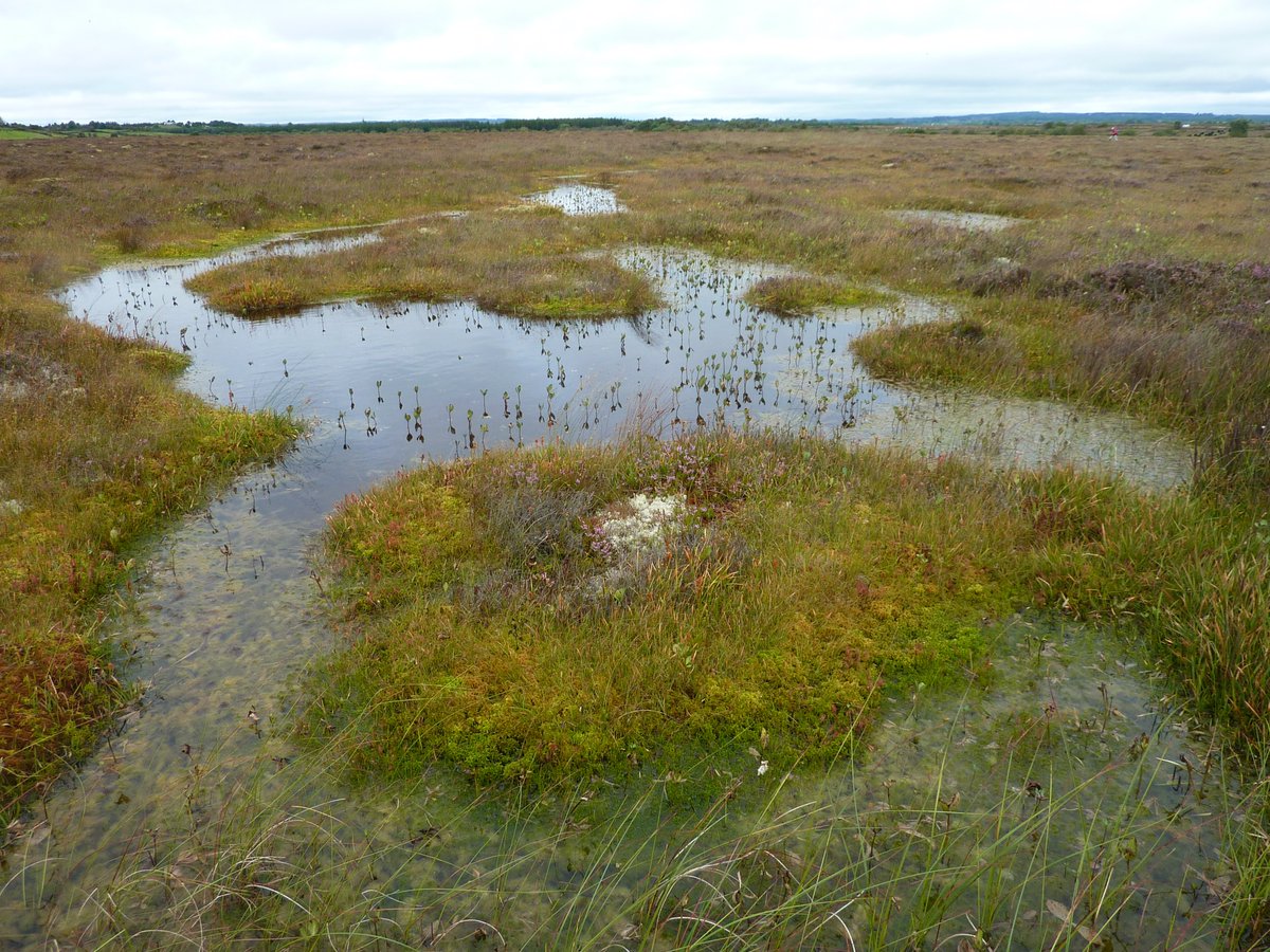 Interested in learning more about peatland rewetting?

Read the paper of Dr. Amey S. Tilak and Mr. Seamus Hoyne in collaboration with the University of Birmingham (Prof. Dr. Nicholas Kettridge).

The article was published in Ecohydrology on June 06 onlinelibrary.wiley.com/doi/abs/10.100…
