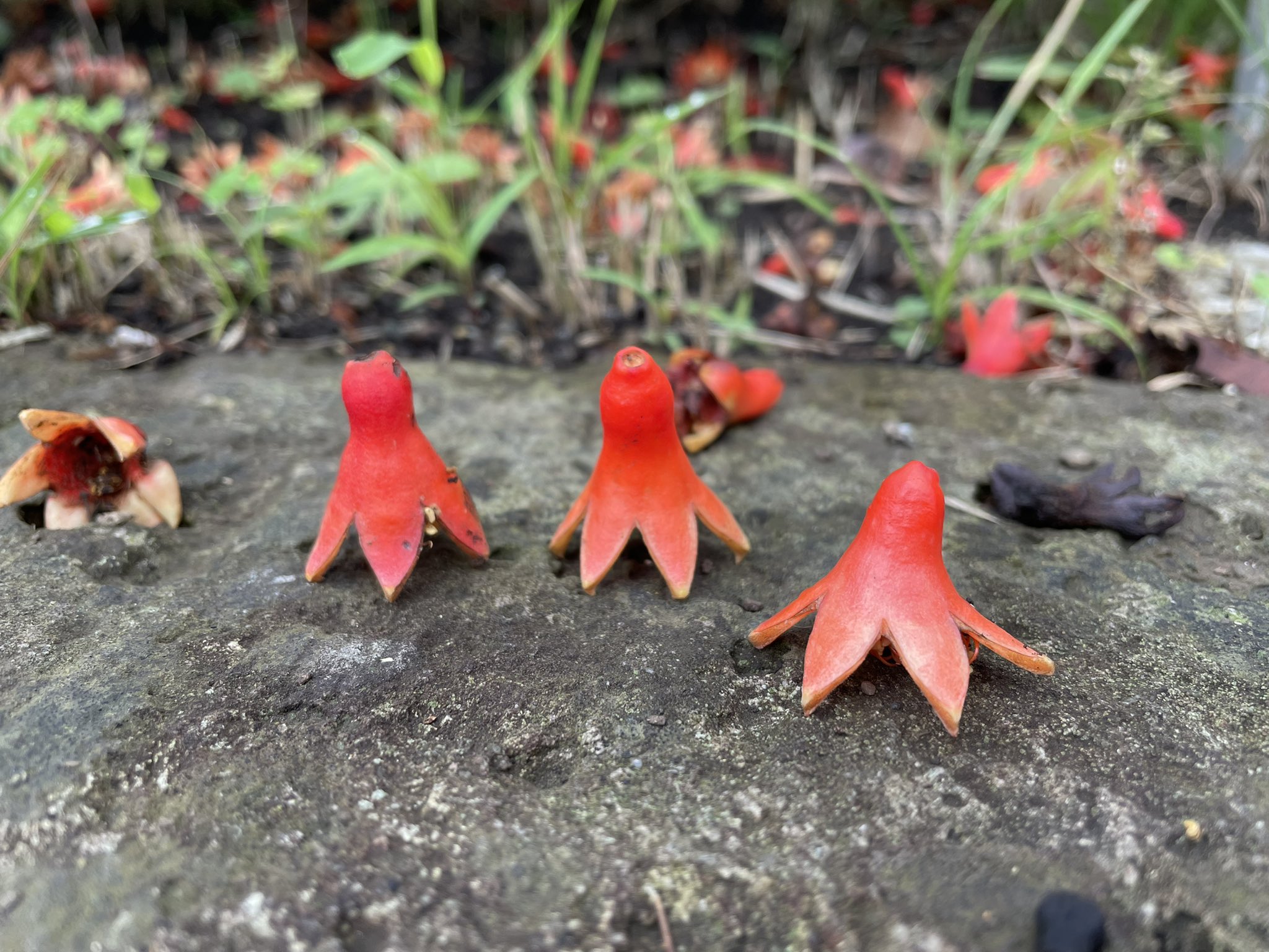 Ninaのyuma Oda 我々は宇宙人 タコさんウインナーではありません ザクロの花でもありません T Co Kb30o58dyo Twitter