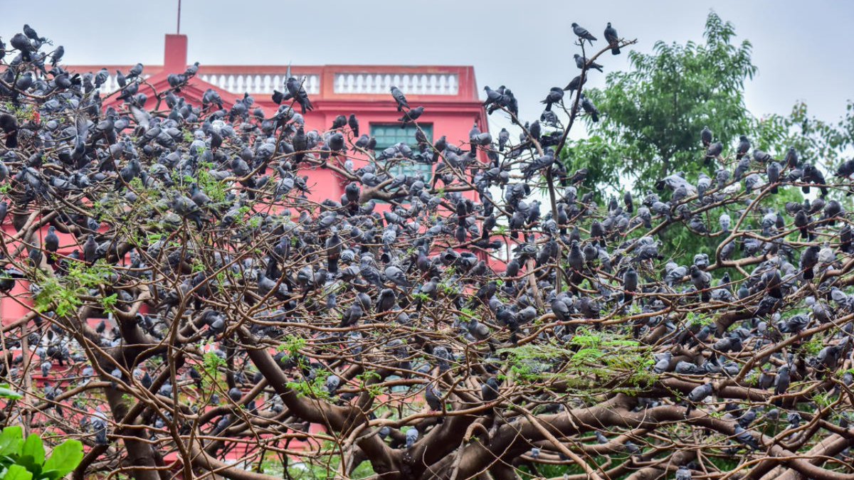 DeccanHerald's tweet photo. #DHSpectrum | Sat atop schools, metro stations, palatial monuments, apartments, dilapidated buildings, pigeons have become fixtures of cities.
Read More: https://t.co/1RM4mFIII7 https://t.co/qBgBk29EFW