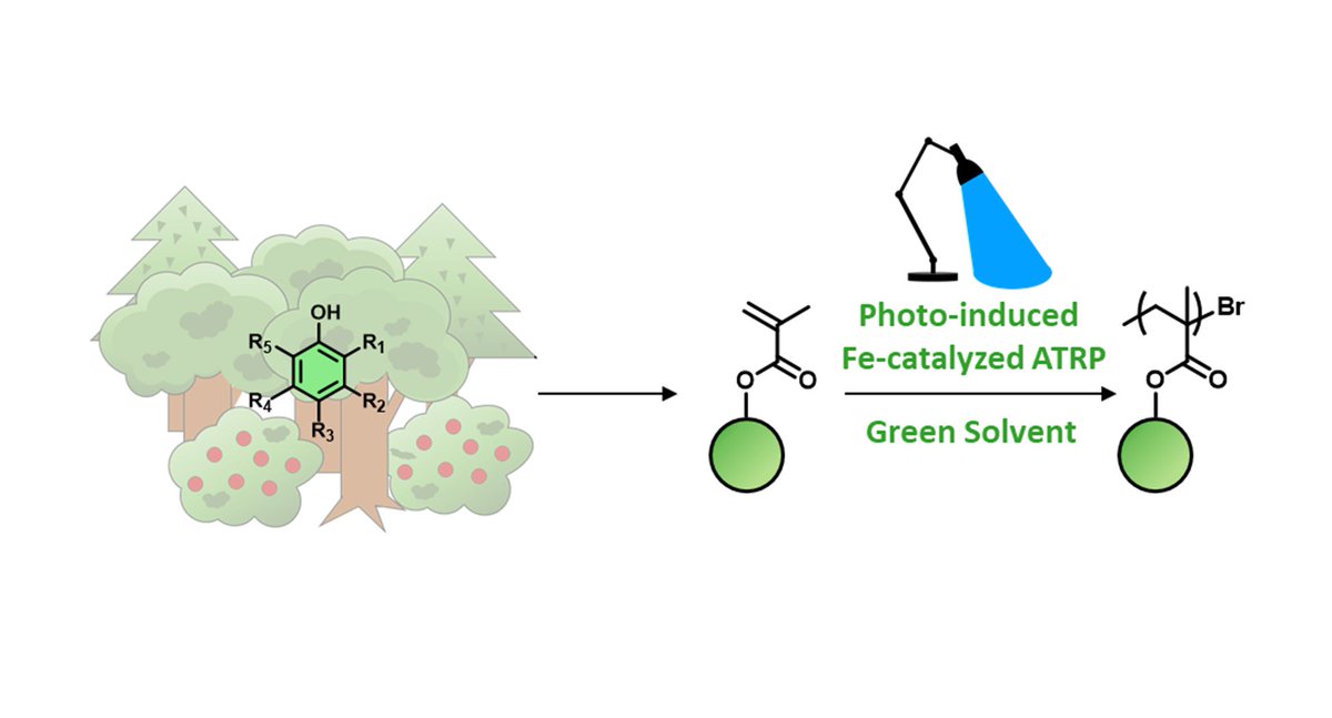 It does not happen often but sometimes ATRP wins RAFT: Photoinduced Iron-Catalyzed ATRP of Renewable Monomers in Low-Toxicity Solvents: A Greener Approach Project idea conceived & executed by @kostaspark #Proudsupervisor @AnastasakiLab @ACSMacroLett Link:pubs.acs.org/doi/pdf/10.102…