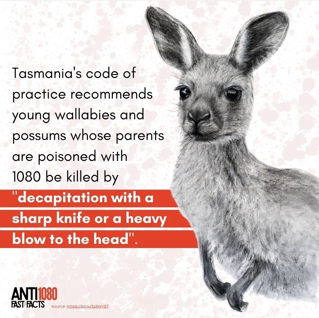 Animal Justice Party tweet media