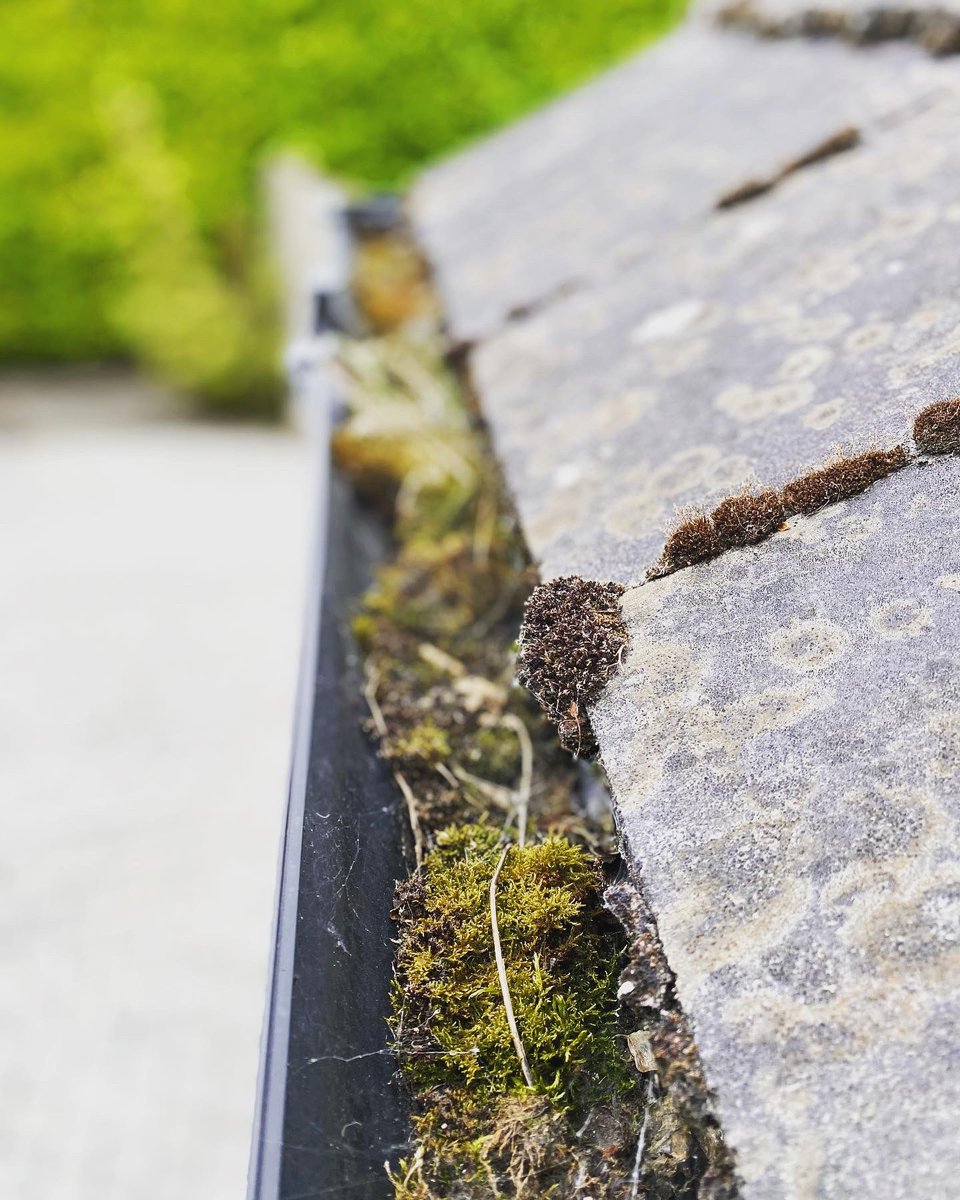 MudderGutters's tweet photo. #double #dormer #double #valleys never been #guttercleared.
.
#teamtmg tackle this #twostorey monster
.
DM📲or ☎️#calltextwhatsapp0858728177 for your next #gutterclearing
.
#bestinmeath #gutterclearing #guttercleaning #gutterrepair #guttersucker #4kguttercam #waterfedpole https://t.co/HhoUxCiAiq