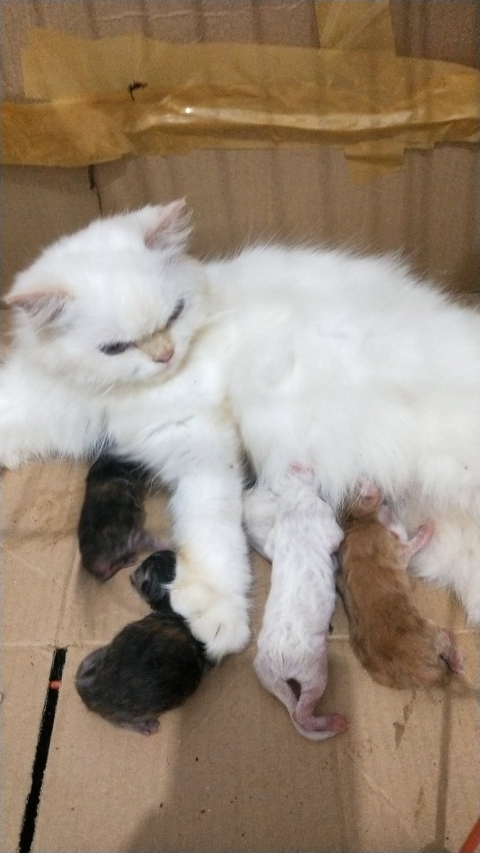 sisinbe's tweet photo. @kochengfs Kucing aku juga bau beberapa minggu lalu lahiran, yang mirip bapaknya 2 belang", kek emaknya 2 nah yang oren tau itu anak bapaknya siapa 🤣 https://t.co/QiW5hkG3YN
