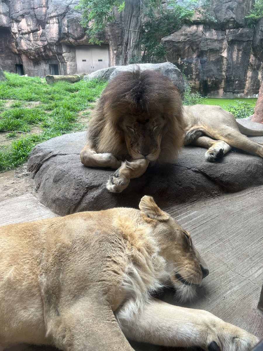 kashibamin's tweet photo. animal Park🌼🌈 https://t.co/hxrvU2io9F