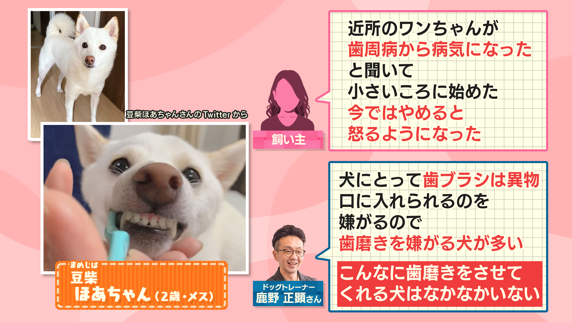 歯磨き大好き Twitter