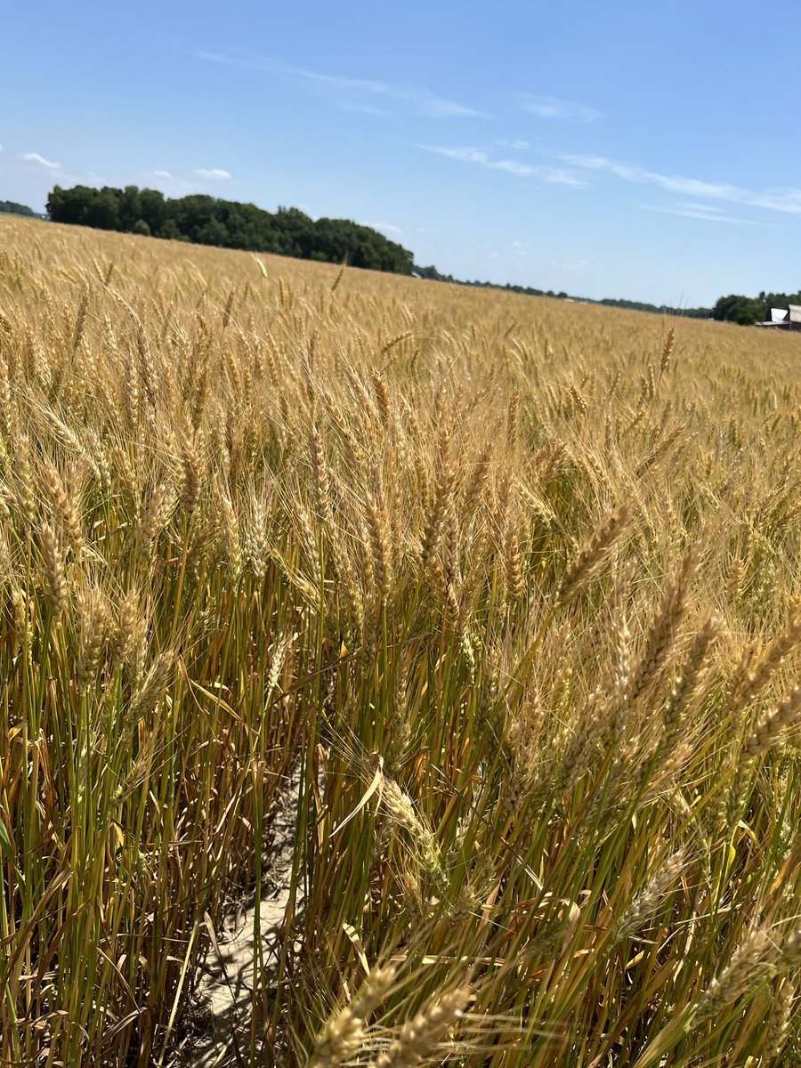 Wheat sprayed with #Sphaerex is looking fantastic this year!  #SunriseCooperative #BASF #CreatetheDifference <a href="/BASFAgProducts/">BASF Ag Solutions US</a> <a href="/HBreyley/">Heidi Breyley</a> <a href="/SunriseCoopOH/">Sunrise Cooperative</a>