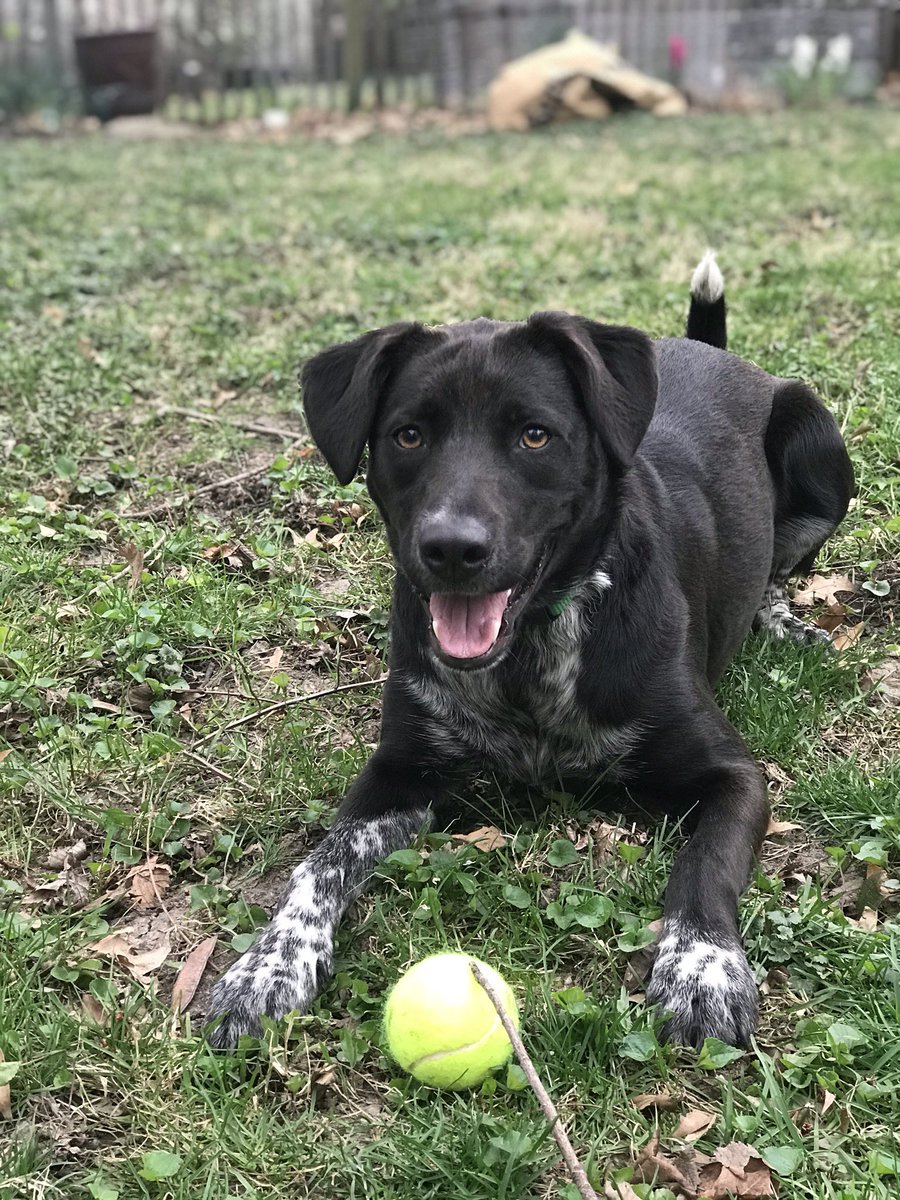Deja, an All-American dog from Kansas City #BestAtHomeContest
