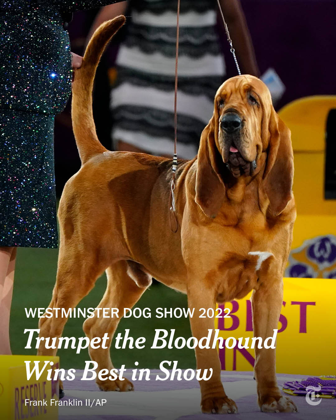 Which Dog Won Best In Show
