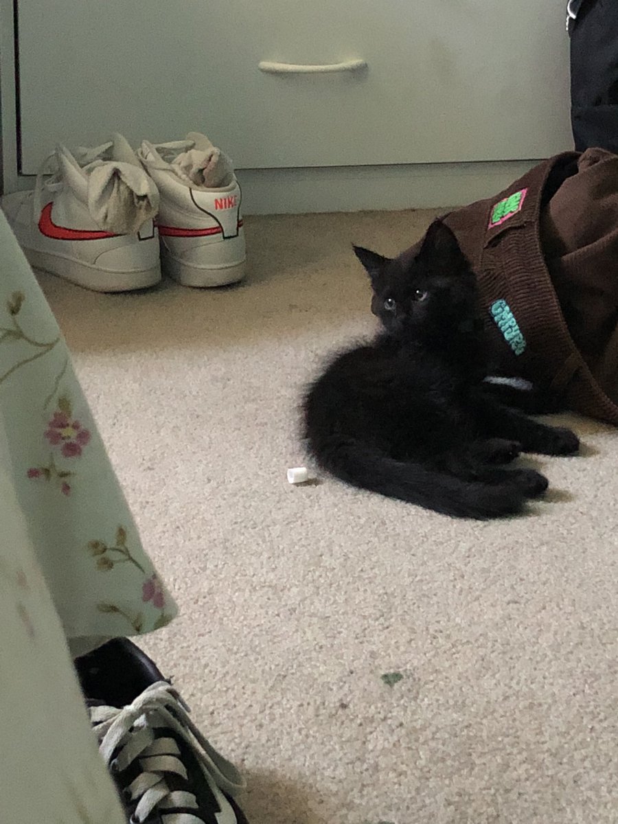 emmiiscooler's tweet photo. i needa get my money up fr- how am i suppose to spoil my babies 🤭🤭🤭#TheUmbrellaAcademy #IM_NAYEON #kittens #kitten #baby #cat #CatsOfTwitter #CatsOnTwitter #TrendingNow #FYP #socutee https://t.co/gJAR8Gg1AL