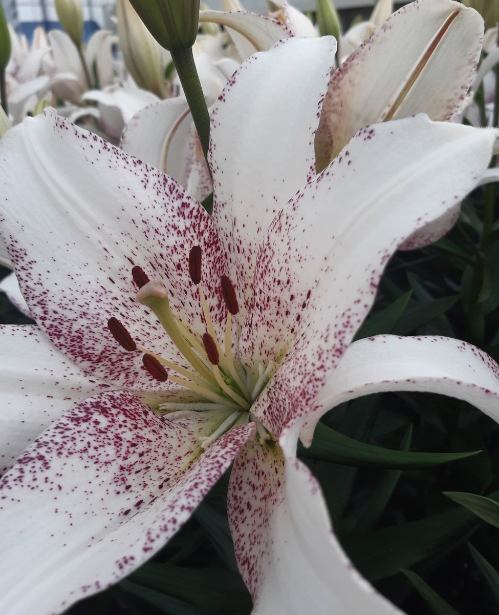 Luushooyman's tweet photo. Eerst 4959 karren te veilen dan leliedag Floriade #leukedag https://t.co/tzmTvfG57G