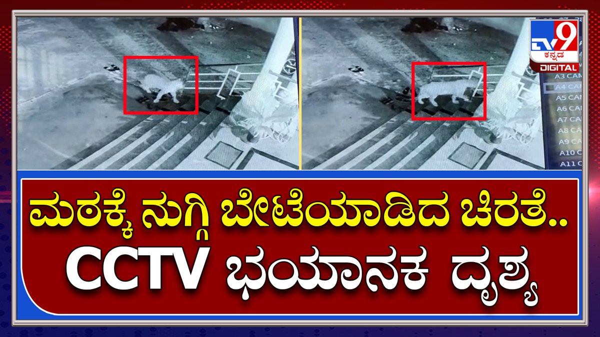 tv9kannada's tweet photo. Cheetah Attack : ಮಂಡ್ಯದ ಬೇಬಿ ಬೆಟ್ಟದಲ್ಲಿ ಪ್ರತ್ಯಕ್ಷವಾದ ಚಿರತೆ ಕಂಡು ಬೆಚ್ಚಿಬಿದ್ದ ಗ್ರಾಮಸ್ಥರು | Tv9 Kannada
Video Link►https://t.co/NI1yb7yKn6
#TV9Kannada #Cheetha #Attack #Sriramayogeswaramata #Mandya #Bebyrock #Villeagers #Trouble https://t.co/d1qIA1IVq0