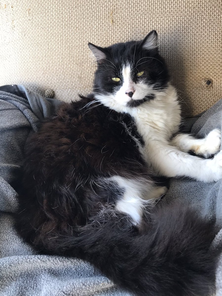 Kpoplover_93's tweet photo. #marchat this is my kitty his name is Blackie 7 years old. https://t.co/hEZL7plTp6