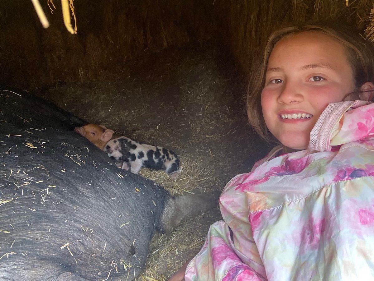 MillerSeeds's tweet photo. In case you missed our story... Lard had Two piglets!!! We are surprised with just two but how stinkin' cute! https://t.co/kkTJUxvpYL