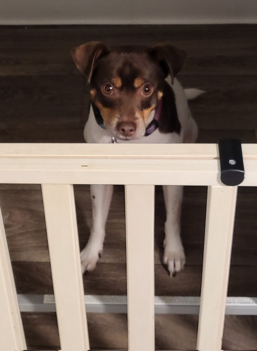 anxiouseducator's tweet photo. We put up a cheap baby gate to the kitchen to stop our lil gremlin from getting into shit but the most it has been doing is making it more difficult for my high short ass to get a snick snack. Feel like I'm taking the ring to mount doom jfc https://t.co/kcw59KJdGY