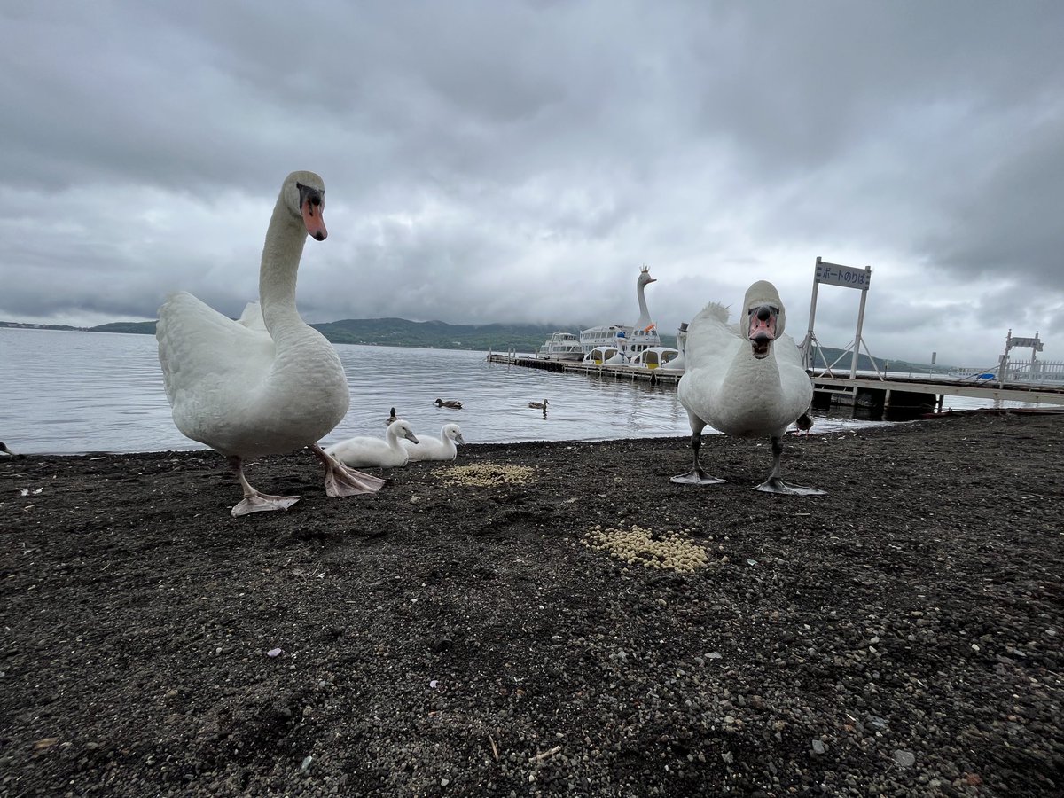 ウチの白鳥家族です。笑。