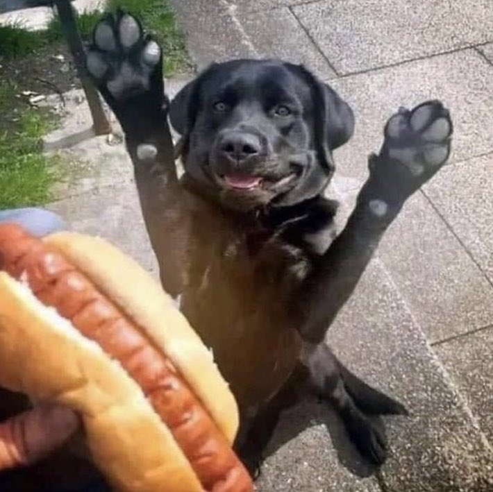 Peluditos_'s tweet photo. A mi me gustan mucho de esos. 🤩 https://t.co/ZZzGXlFYpT