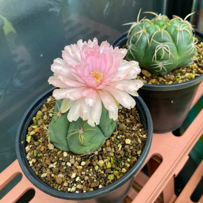 ギムノカリキウムのtwitterイラスト検索結果