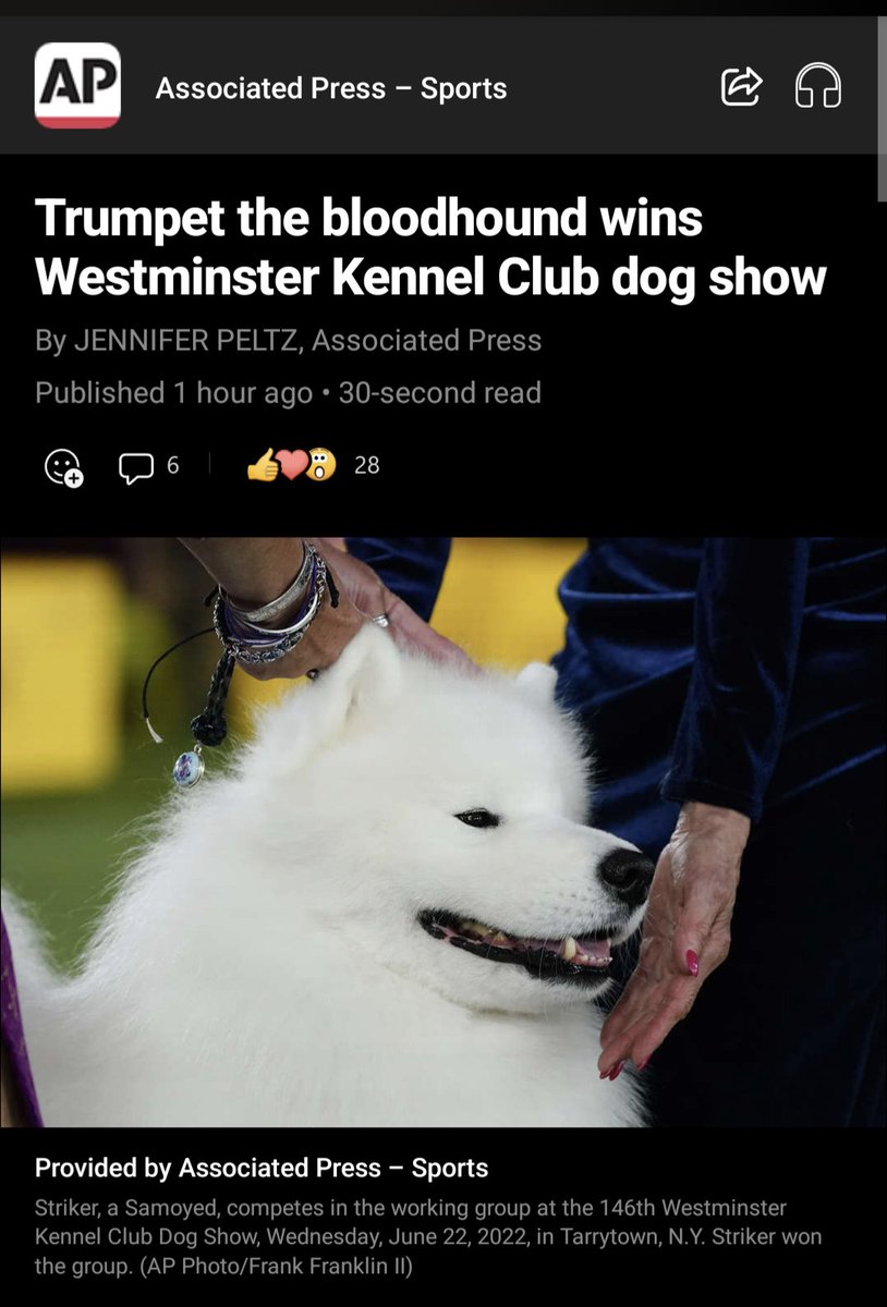 Okay... This is a picture of a Samoyed. Right?