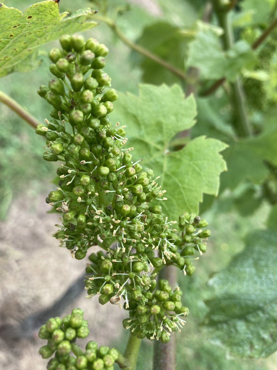 The very first few signs of the start of flowering #winesofthewestcountry #winesoftheyeovalley