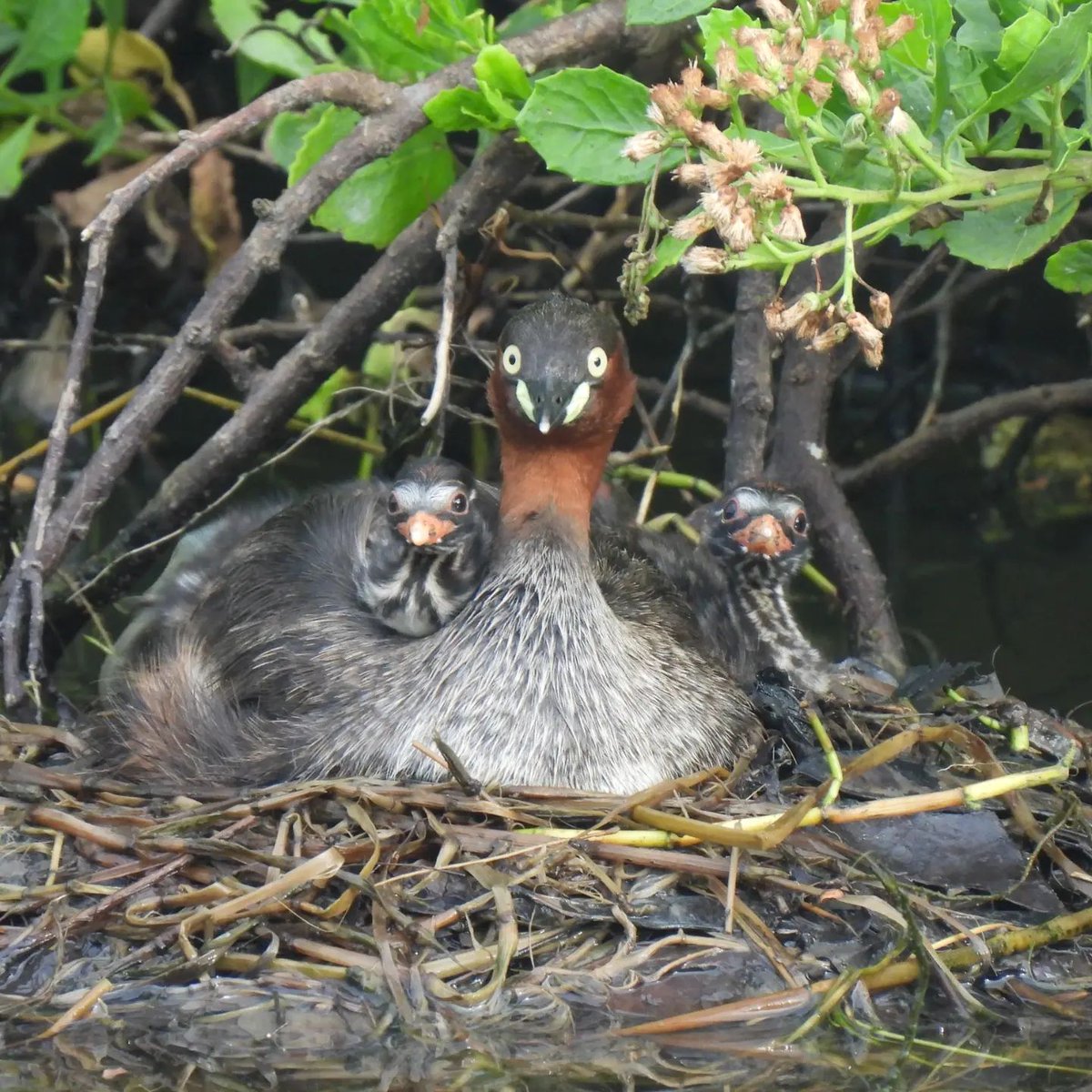 twbf1988's tweet photo. Say Cheese!
看鏡頭~
#frontbird #BirdsSeenIn2022 #TaiwanNature
Little Grebe (小鸊鷉)
📷KWBS (高雄鳥會) https://t.co/HbxYTXo3Gb