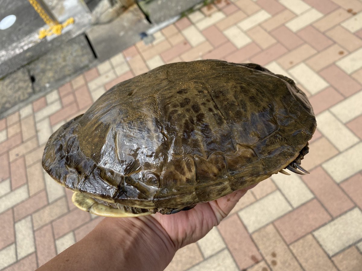 kame_defrep's tweet photo. ギザミネヘビクビガメ　産卵
3〜4年前から毎年産卵しているけど一度も孵化に至っていない。
誰か詳しい人いたら教えてください。 https://t.co/pxjooQXFzk