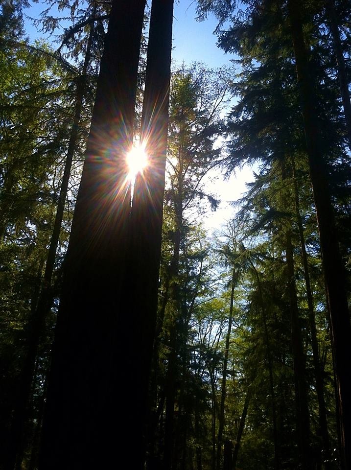 Wishing all #MyTwitterFamily 💚🌟🌲🦋a blessed and peaceful evening.🌲🌟💚🦋

Love you all, Tina☘️🌲🌟💚🦋xo

#MyHomeIsAnIsland 🇺🇸☘️
#MyPhoto ☘️
#PNW 🌲🌟