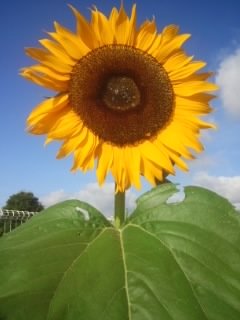 ソレイユ倶楽部まつど 公式 名言の継続は力なり を深掘りです 継続の力は地味なもの 目先のことを 一生懸命やることで いつの間にか それが力になって返ってくる 亀の歩みでいい ソレイユ倶楽部まつどはひまわりの丘社会福祉法人松栄会のサ高住です