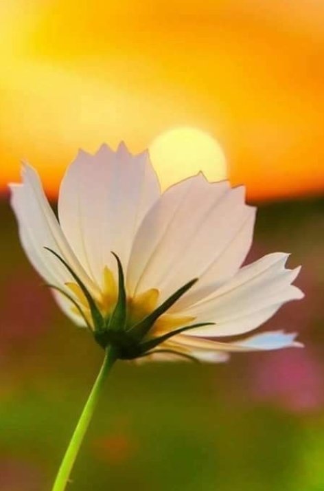 Alexandrette9's tweet photo. Günaydııınn🌼Good morning

🌼🌿🌼🌿🌼 https://t.co/kX35qfM7wF